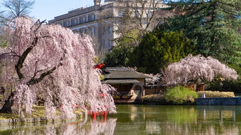 A view over the pond at the Japanese Hill-and-Pond Garden
