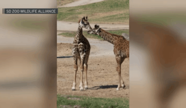 San Diego Zoo Safari Park reveals names of baby giraffes – NBC 7 San Diego