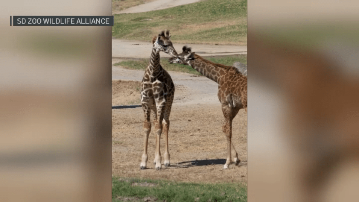 San Diego Zoo Safari Park reveals names of baby giraffes – NBC 7 San Diego