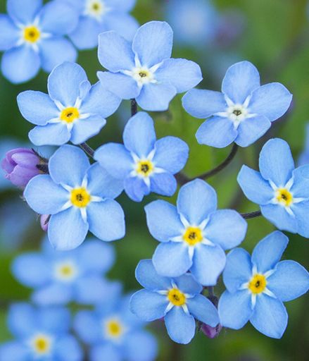 Cherry Lynn Forkner - November 29, 1951 — September 21, 2025