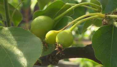 Phoenix fall gardening: Best time for cool-season planting