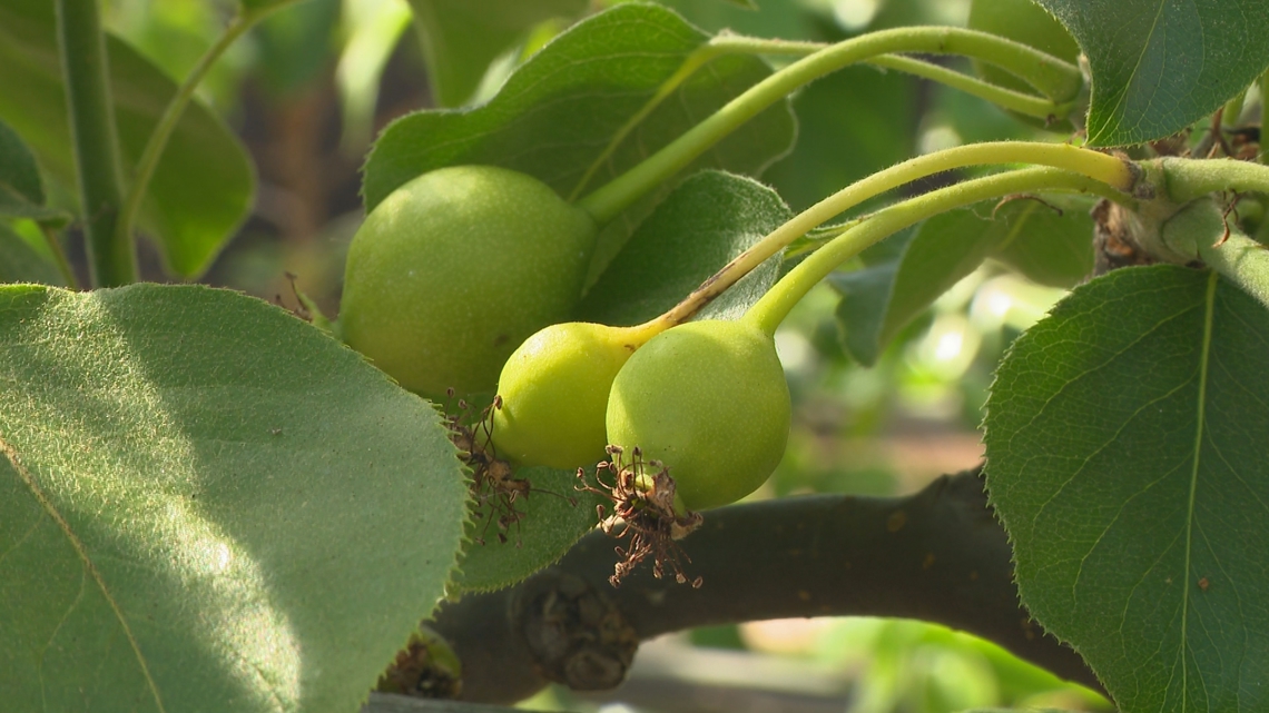 Phoenix fall gardening: Best time for cool-season planting