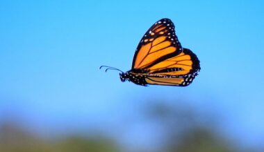 What’s a Super Monarch Butterfly?