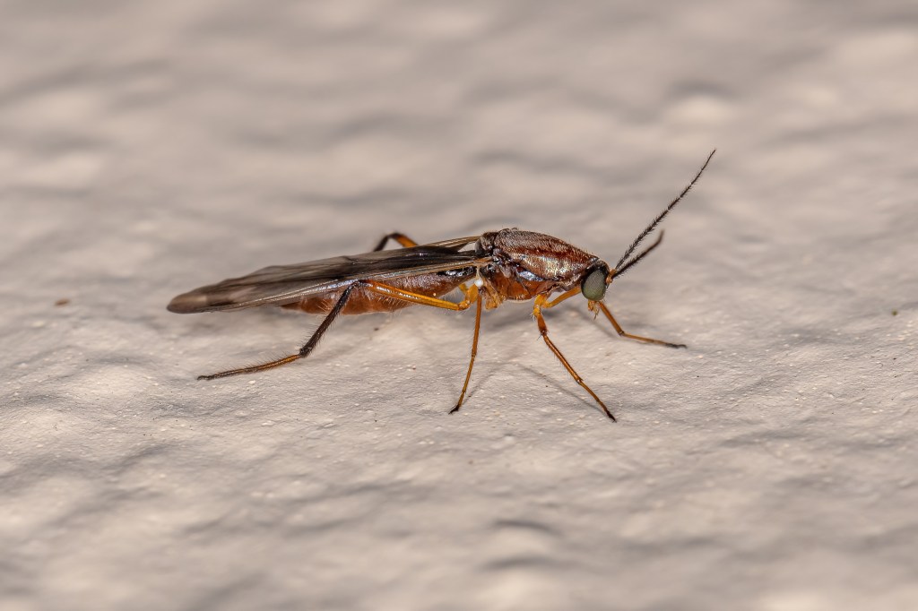 Adult biting midge of the genus Stenoxenus.