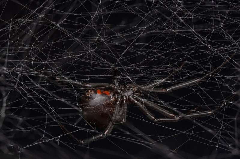 Black widows lure males with smell of 'cheesy feet'