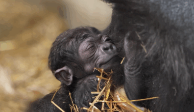 Gorilla at Cincinnati Zoo who underwent breakthrough medical treatment welcomes first baby
