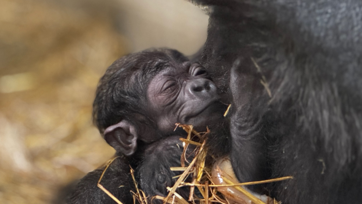 Gorilla at Cincinnati Zoo who underwent breakthrough medical treatment welcomes first baby