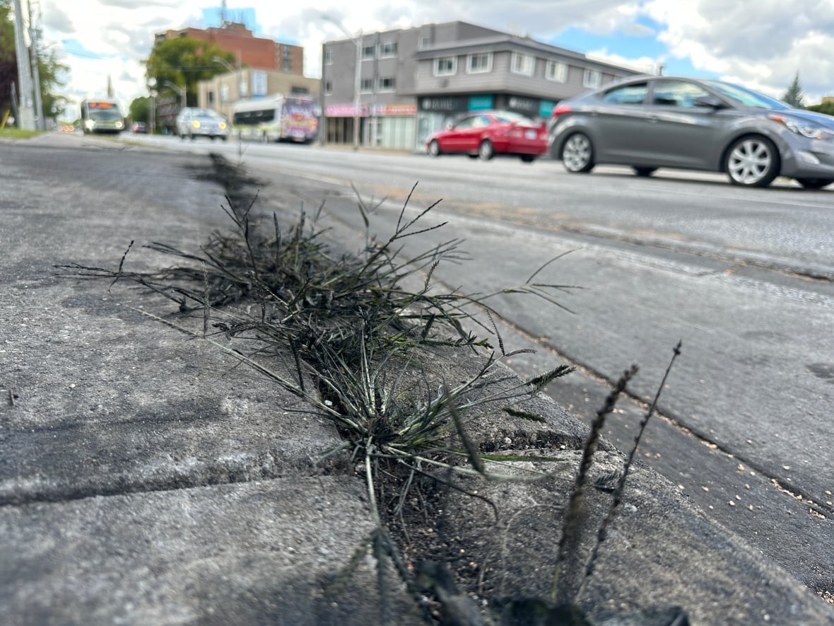 The weed along the stretch of the pavement where the accident ocurred is left charred due to the fiery collision.
