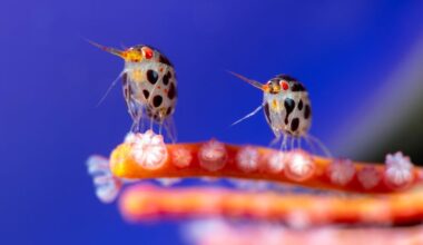 Ocean Photographer of the Year winners announced