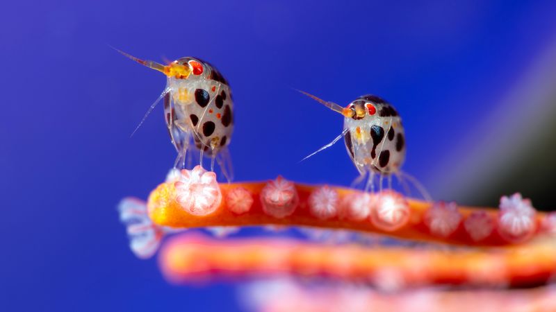 Ocean Photographer of the Year winners announced