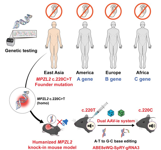 A diagram showing an overview of gene therapy study developed by a research team at Seoul National University Hospital for hearing loss. A single injection of the proprietary gene-editing tool resulted in improved hearing in a mouse model harboring the MPZL2 mutation, a major cause of hereditary sensorineural hearing loss. [SCREEN CAPTURE]