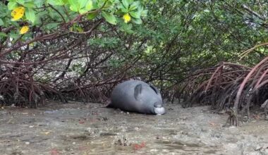 3 dead manatees discovered near Florida island