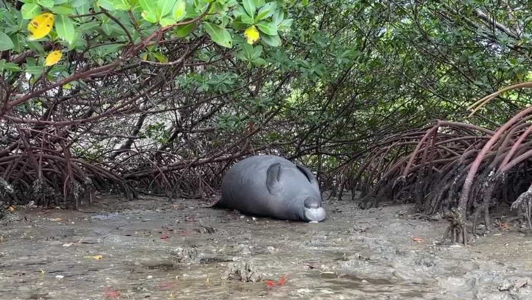 3 dead manatees discovered near Florida island