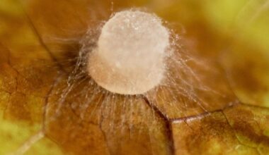 Gene editing, traditional crossbreeding produce disease-resistant cacao plants