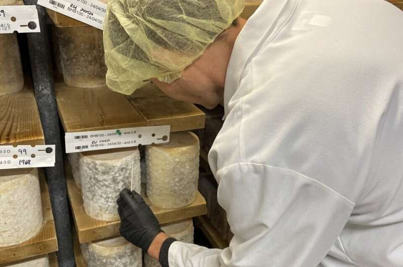 Nicolas Louw sampling Bayley Hazen Blue cheese from a cheese cave in Vermont's Jasper Hill Farm. Credit: Benjamin Wolfe Cheese fungi help unlock secrets of evolution