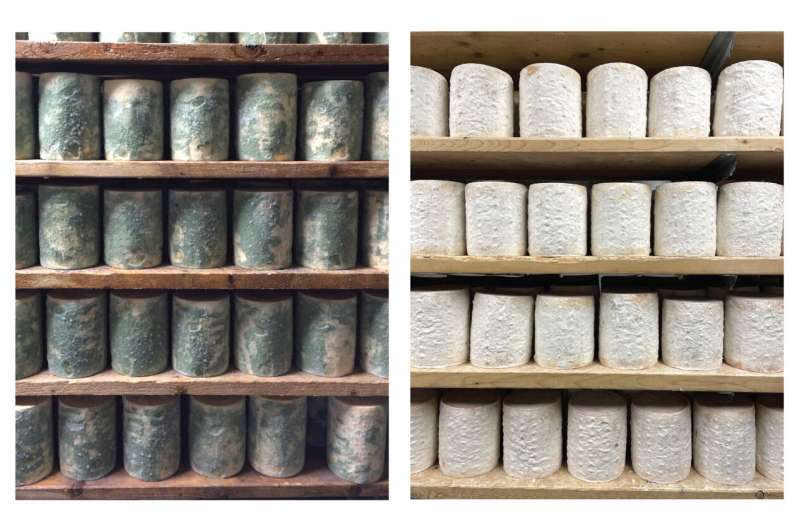 The mold on the rind of Bayley Hazen Blue cheese: the original green and the evolved white several years later. "This was really exciting because we thought it could be an example of evolution happening right before our eyes," said Benjamin Wolfe. Credit: Benjamin Wolfe Cheese fungi help unlock secrets of evolution