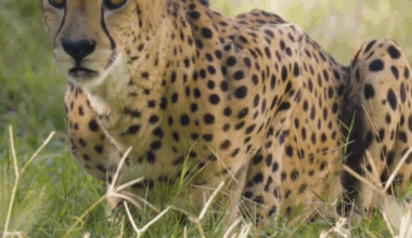 Cherished Dallas Zoo cheetah Winspear, raised alongside a Labrador, dies after health decline