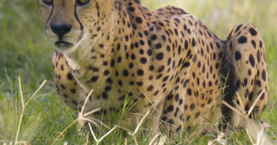 Cherished Dallas Zoo cheetah Winspear, raised alongside a Labrador, dies after health decline