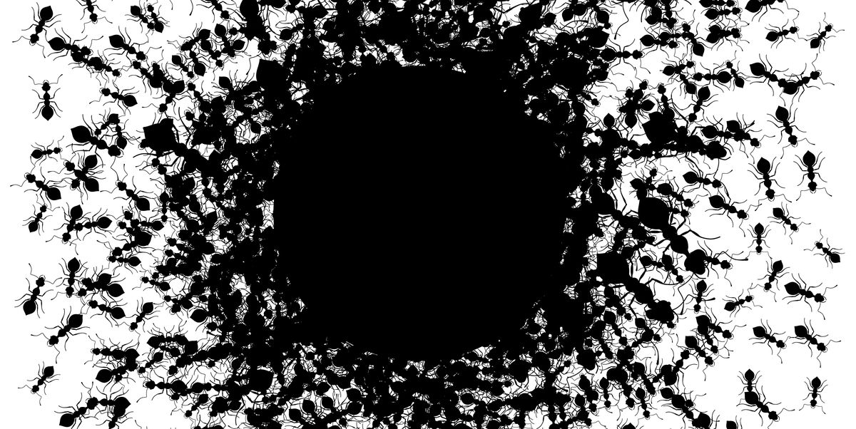 Humanity Is Evolving Into One Big Ant Colony