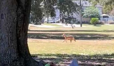 Video shows coyote in New Orleans neighborhood