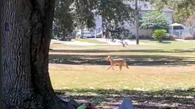 Video shows coyote in New Orleans neighborhood