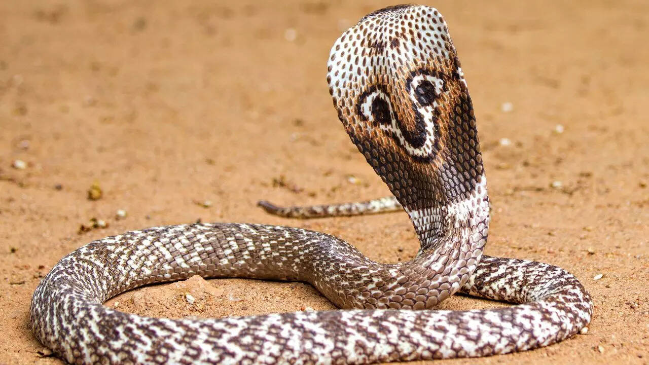 Cobra