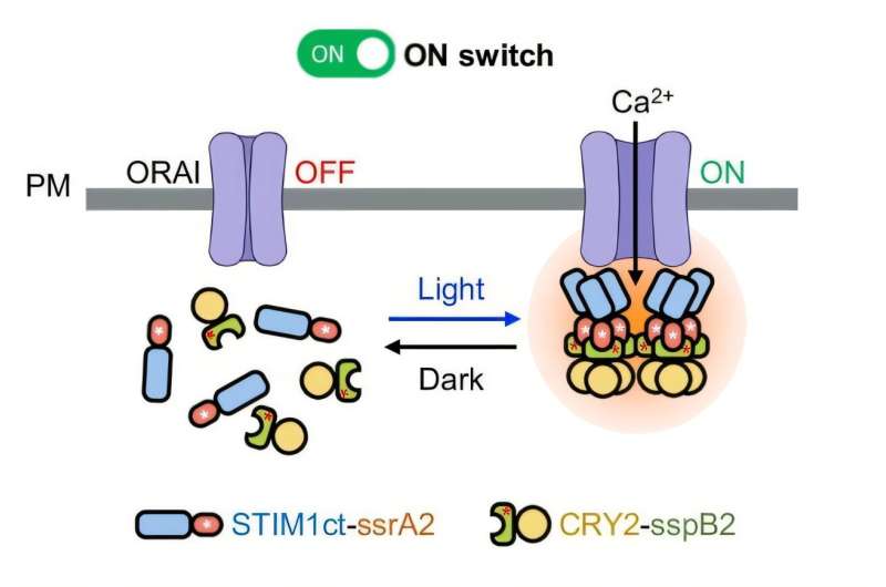 Compact genetic light switches transform disease control