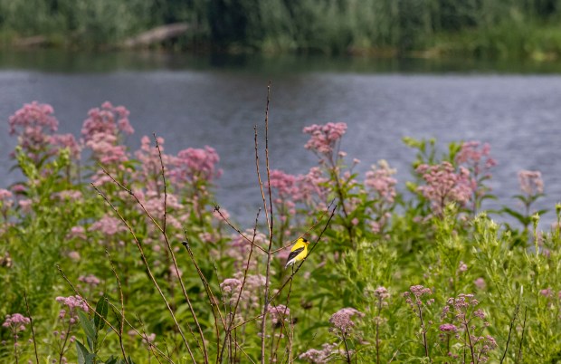 A goldfinch sits along the water inside Seidner Dune and Swale, a major restoration site along the Grand Calumet River in Hammond, Indiana on July 31, 2025. (Brian Cassella/Chicago Tribune)