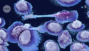 Newfound immune cell in mice hints at why inflammation spikes with old age