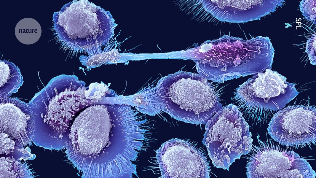 Newfound immune cell in mice hints at why inflammation spikes with old age