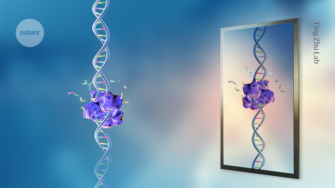 How should ‘mirror life’ research be restricted? Debate heats up