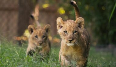 Fort Worth Zoo welcomes lion cubs Imara and Tamu