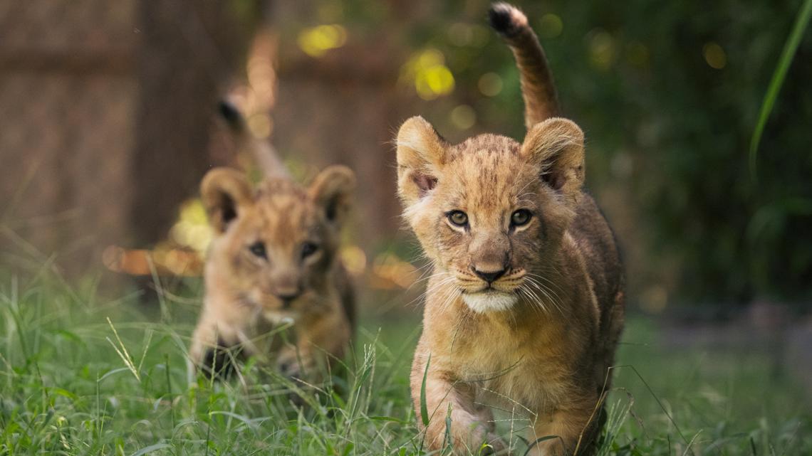 Fort Worth Zoo welcomes lion cubs Imara and Tamu