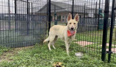 San Antonio dog Sally needs home after owner shot, killed by SAPD