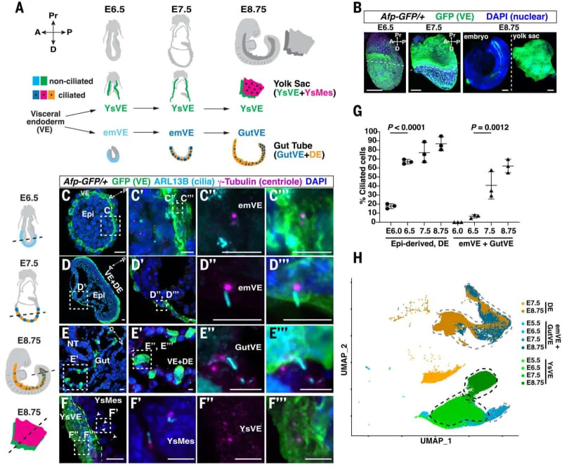VE-derived emVE cells form cilia during intercalation with DE to form the gut. (CREDIT: Science)