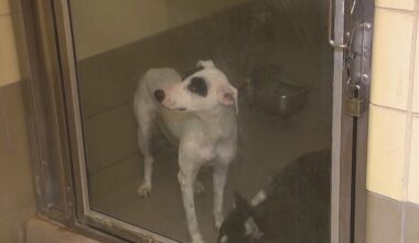 Advocates speak out against LA Animal Services’ dog transfer policy