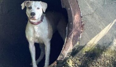 CPD Marine Unit rescues dog stranded in drainpipe along Chicago River