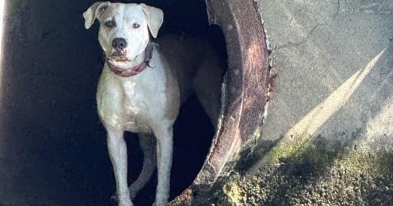 CPD Marine Unit rescues dog stranded in drainpipe along Chicago River