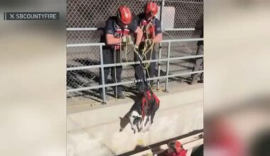 Crews rescue dog stuck in aqueduct in Phelan – NBC Los Angeles
