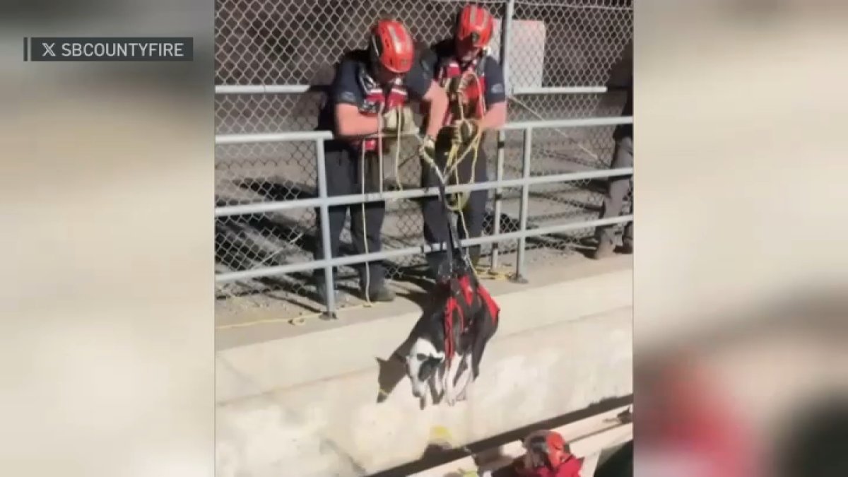 Crews rescue dog stuck in aqueduct in Phelan – NBC Los Angeles