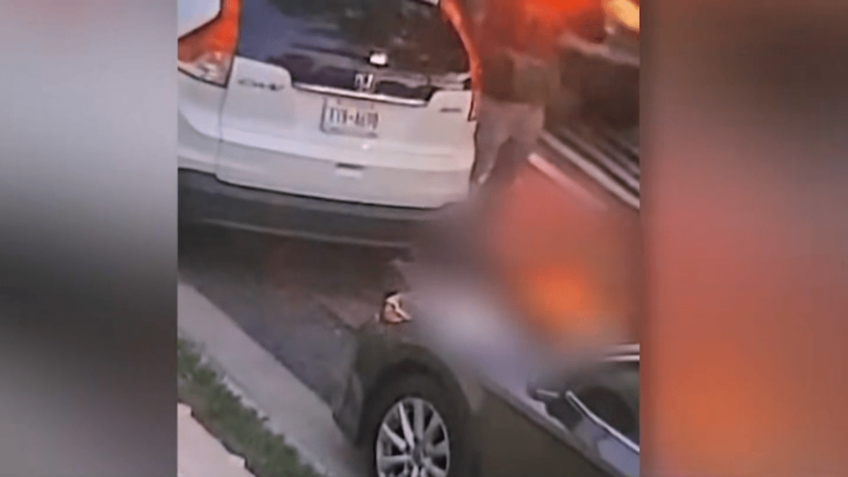 Queens man indicted for setting service dog on fire – NBC New York