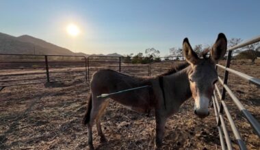 Wild donkey found with arrow lodged in its shoulder – NBC Los Angeles