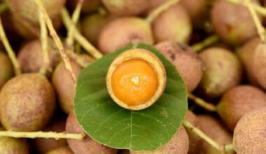 The Kusum Tree's Cultural and Medicinal Riches