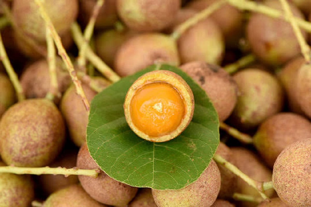 The Kusum Tree's Cultural and Medicinal Riches