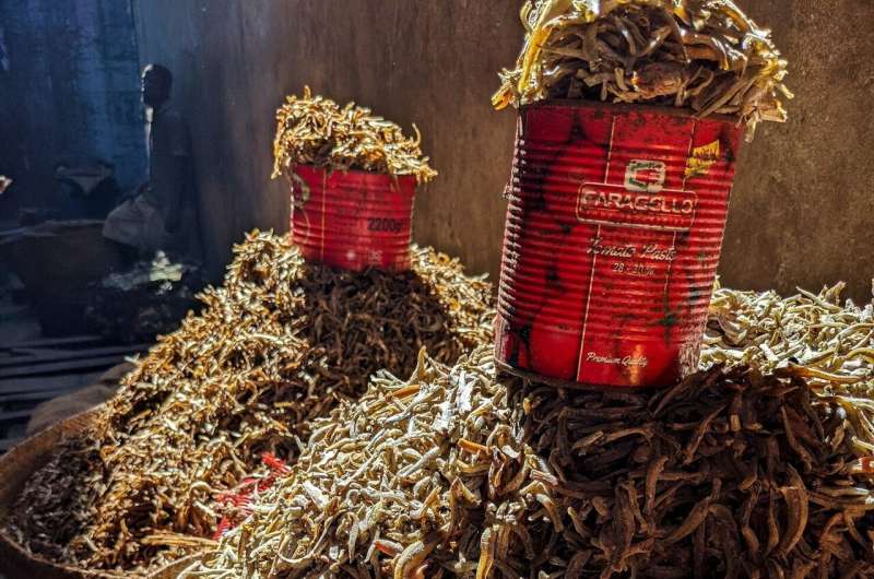 Sun-dried anchovy in Mombasa, Kenya. Credit: Dr. James Robinson Dried fish – the hidden superfood vital for millions of women and children in Africa