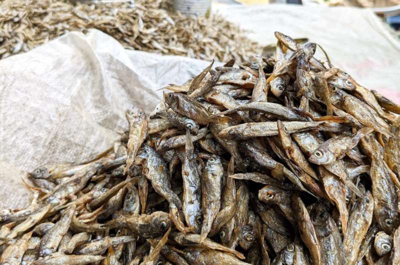 Sun-dried anchovy in Mombasa, Kenya. Credit: Dr. James Robinson Dried fish – the hidden superfood vital for millions of women and children in Africa