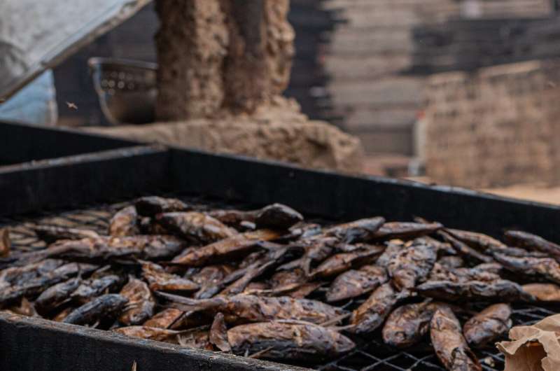 Smoked sardinella in Accra, Ghana. Credit: Dr. James Robinson Dried fish – the hidden superfood vital for millions of women and children in Africa