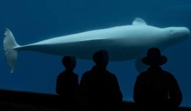 Another beluga, seal have died at Marineland. The deaths caught Doug Ford’s attention