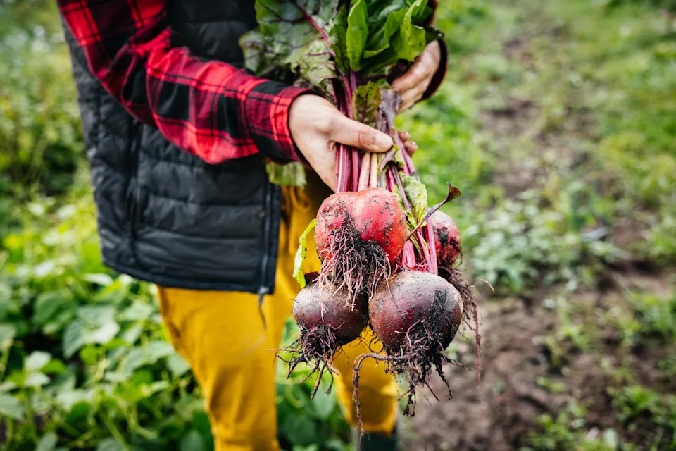 A close up of a farmer holding some freshly hand harvested beetroot from their plot.