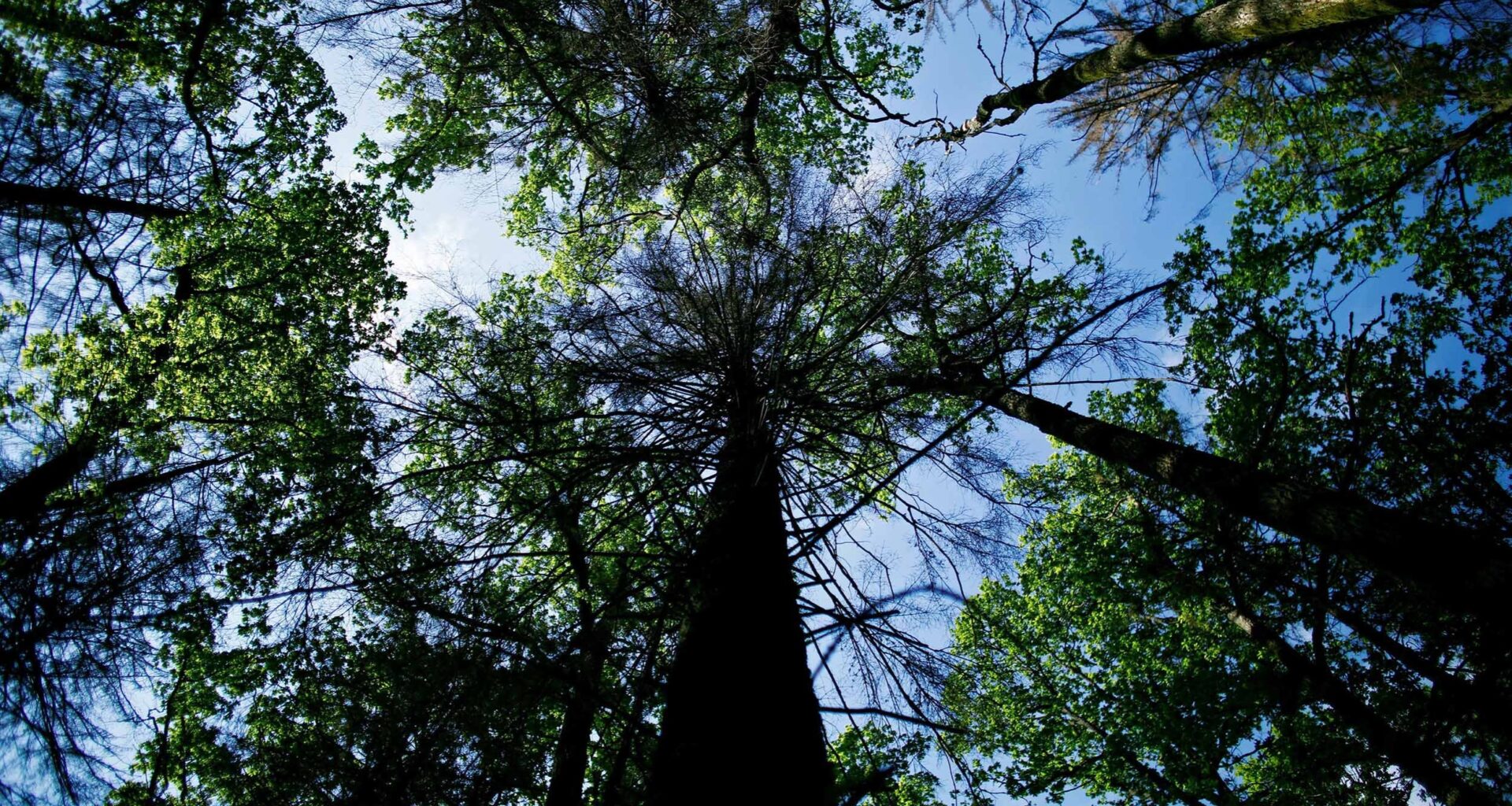Carbon markets too ‘bespoke’ and ‘esoteric’